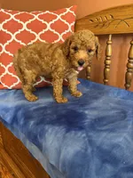 Ava, a female Miniature Goldendoodle for sale in Seneca, KS – 4 of 8