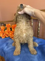 Riggins, a male Miniature Goldendoodle for sale in Seneca, KS – 6 of 10
