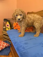 Trudy, a female Miniature Goldendoodle for sale in Seneca, KS – 3 of 10