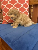 Oliver, a male Maltipoo for sale in Seneca, KS – 9 of 9