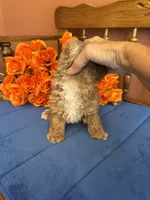 Bandit, a male Maltipoo for sale in Seneca, KS – 3 of 10