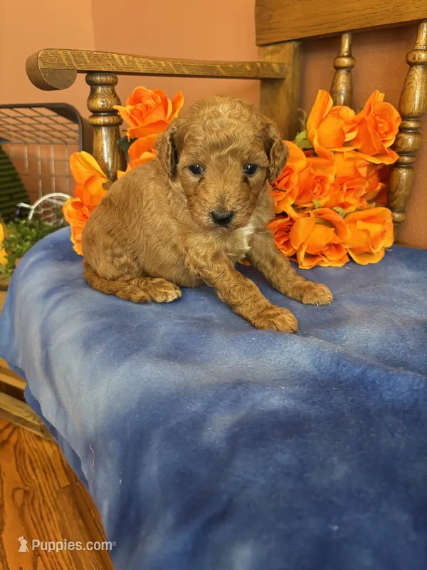 Piper – Miniature Goldendoodle puppy for sale in Seneca, KS