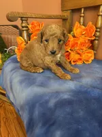 Piper, a female Miniature Goldendoodle for sale in Seneca, KS – 1 of 7