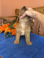 Roscoe, a male Miniature Goldendoodle for sale in Seneca, KS – 4 of 10