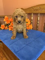 Charlie, a male Miniature Goldendoodle for sale in Seneca, KS – 10 of 10