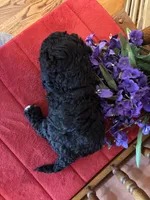 Shadow, a male Cavapoo for sale in Seneca, KS – Photo 7 of 7