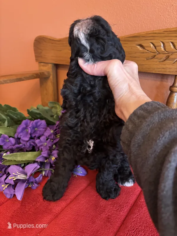 Shadow – Cavapoo puppy for sale in Seneca, KS
