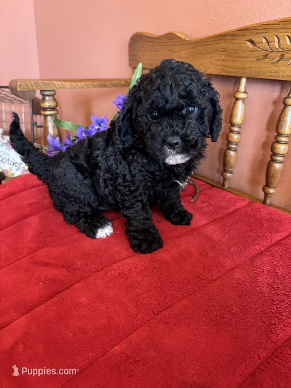 Shadow – Cavapoo puppy for sale in Seneca, KS