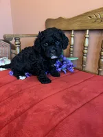 Shadow, a male Cavapoo for sale in Seneca, KS – Photo 2 of 7