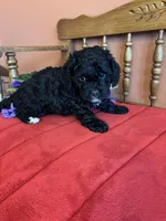 Shadow, a male Cavapoo for sale in Seneca, KS – Photo 4 of 7