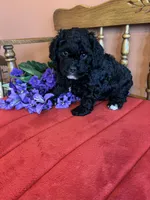 Shadow, a male Cavapoo for sale in Seneca, KS – Photo 3 of 7