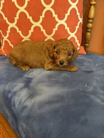 Nemo, a male Miniature Goldendoodle for sale in Seneca, KS – 7 of 7