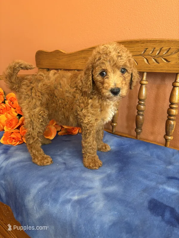 Piper – Miniature Goldendoodle puppy for sale in Seneca, KS