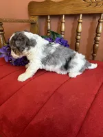 Lacey, a female Miniature Bernedoodle for sale in Seneca, KS – 3 of 9