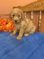 Trudy, a female Miniature Goldendoodle for sale in Seneca, KS – 6 of 8