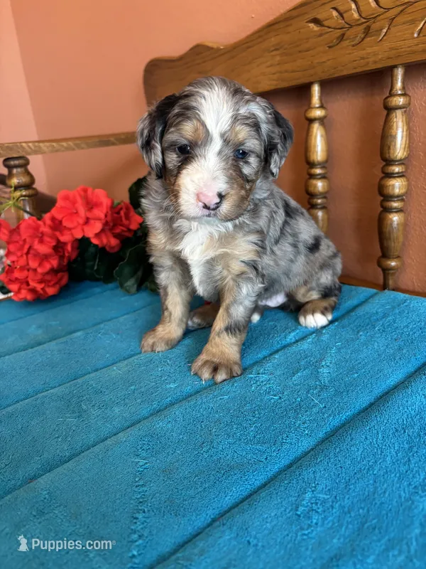 Rona – Miniature Bernedoodle puppy for sale in Seneca, KS