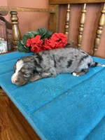 Rona, a female Miniature Bernedoodle for sale in Seneca, KS – Photo 5 of 7