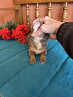 Rona, a female Miniature Bernedoodle for sale in Seneca, KS – Photo 3 of 7