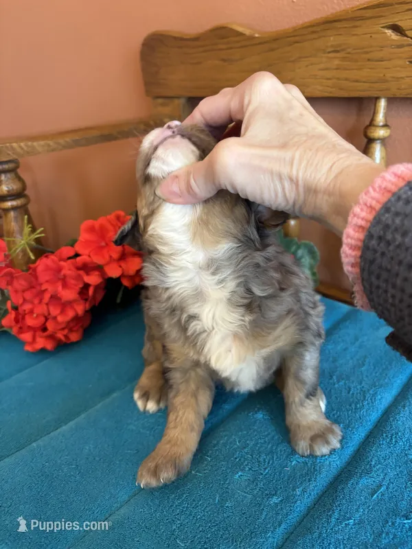 Rona – Miniature Bernedoodle puppy for sale in Seneca, KS