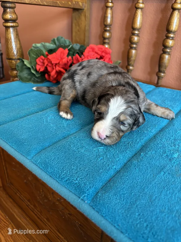 Rona – Miniature Bernedoodle puppy for sale in Seneca, KS