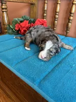 Rona, a female Miniature Bernedoodle for sale in Seneca, KS – Photo 1 of 7