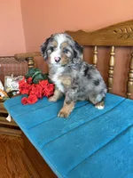 Rona, a female Miniature Bernedoodle for sale in Seneca, KS – Photo 5 of 9