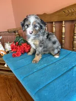 Rona, a female Miniature Bernedoodle for sale in Seneca, KS – Photo 6 of 9