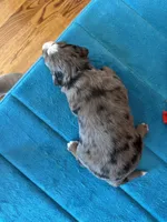 Rona, a female Miniature Bernedoodle for sale in Seneca, KS – Photo 7 of 7