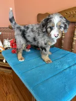 Rona, a female Miniature Bernedoodle for sale in Seneca, KS – Photo 7 of 9