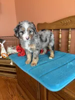 Rona, a female Miniature Bernedoodle for sale in Seneca, KS – Photo 3 of 9