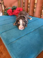 Rona, a female Miniature Bernedoodle for sale in Seneca, KS – Photo 6 of 7