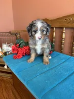 Rona, a female Miniature Bernedoodle for sale in Seneca, KS – Photo 4 of 9