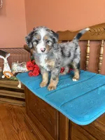 Rona, a female Miniature Bernedoodle for sale in Seneca, KS – Photo 1 of 9