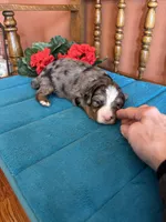 Rona, a female Miniature Bernedoodle for sale in Seneca, KS – Photo 2 of 7