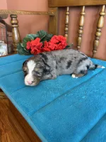 Rona, a female Miniature Bernedoodle for sale in Seneca, KS – Photo 4 of 7