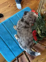 Rona, a female Miniature Bernedoodle for sale in Seneca, KS – Photo 9 of 9