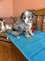 Rona, a female Miniature Bernedoodle for sale in Seneca, KS – Photo 8 of 9