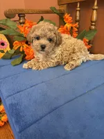 Romeo, a male Maltipoo for sale in Seneca, KS – 9 of 9