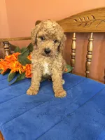 Roscoe, a male Miniature Goldendoodle for sale in Seneca, KS – 2 of 10