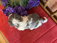 Lacey, a female Miniature Bernedoodle for sale in Seneca, KS – 9 of 9