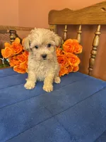 Bella, a female Maltipoo for sale in Seneca, KS – 4 of 10