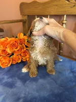 Sammy, a male Maltipoo for sale in Seneca, KS – 3 of 8
