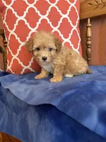 Bear, a male Maltipoo for sale in Seneca, KS – 9 of 10
