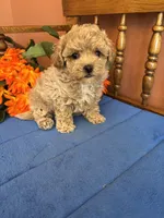 Romeo, a male Maltipoo for sale in Seneca, KS – 6 of 9