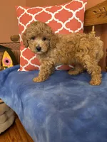 Cooper , a male Miniature Goldendoodle for sale in Seneca, KS – 8 of 9
