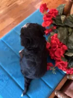 Rosie , a female Miniature Bernedoodle for sale in Seneca, KS – 7 of 8