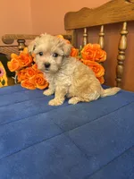 Bella, a female Maltipoo for sale in Seneca, KS – 8 of 10