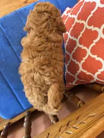 Roscoe, a male Miniature Goldendoodle for sale in Seneca, KS – 8 of 10