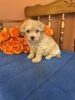 Bella, a female Maltipoo for sale in Seneca, KS – 5 of 10