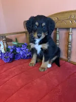 Maggie, a female Miniature Bernedoodle for sale in Seneca, KS – Photo 8 of 10